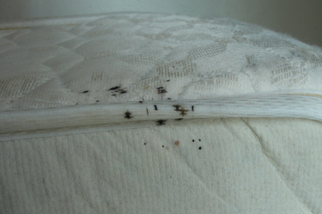 early bed bug stains on sheets