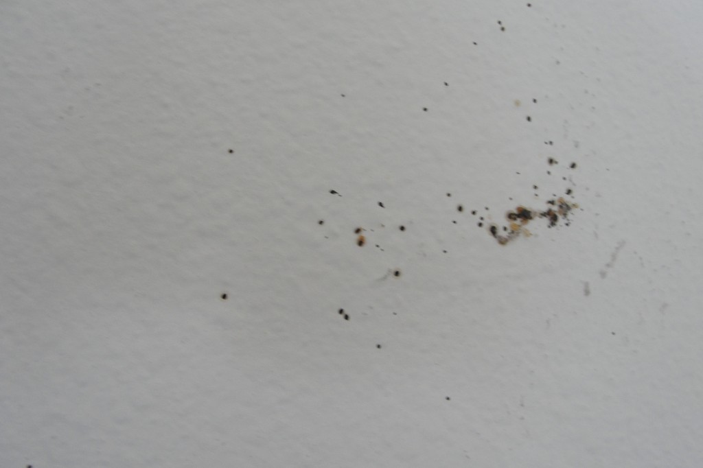 Bed Bug Evidence on Wall