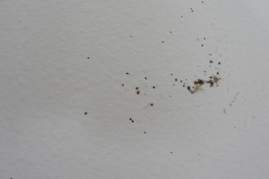 bed bugs eggs on walls