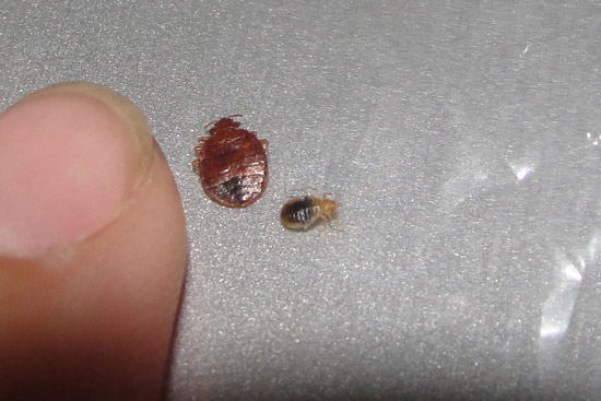 Bed Bug Prevention | Pest Control Blog â€“ Orange County
