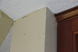 Ants on wall