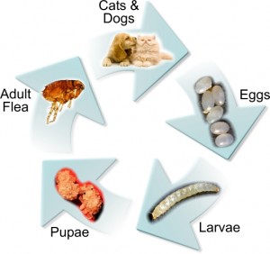 flea-life-cycle (public domain maine.gov)