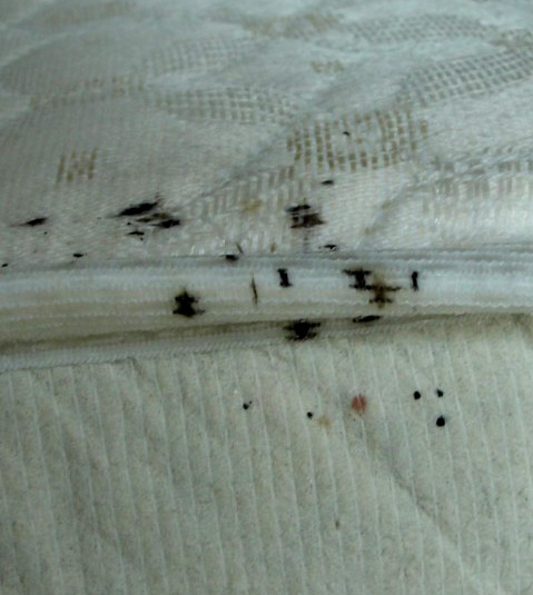Bed Bugs on Mattress - Black Stain