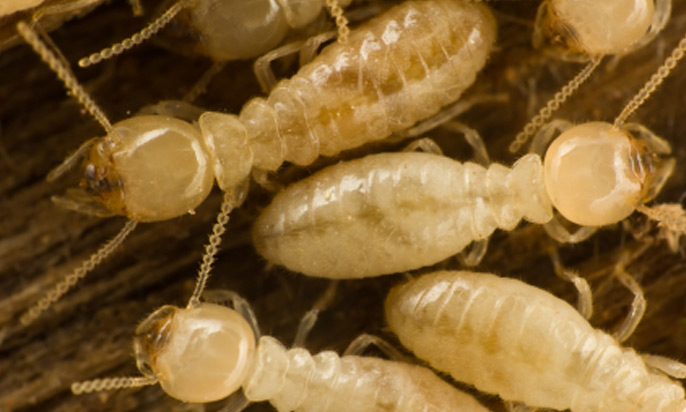 subterranean-termite-big8
