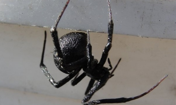 black-widow-spider-big1