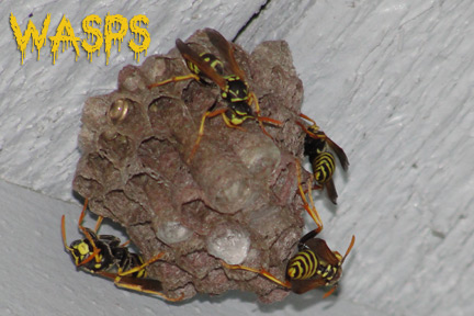 wasps orange scary county preventing controlling dangerous bees pest control paper