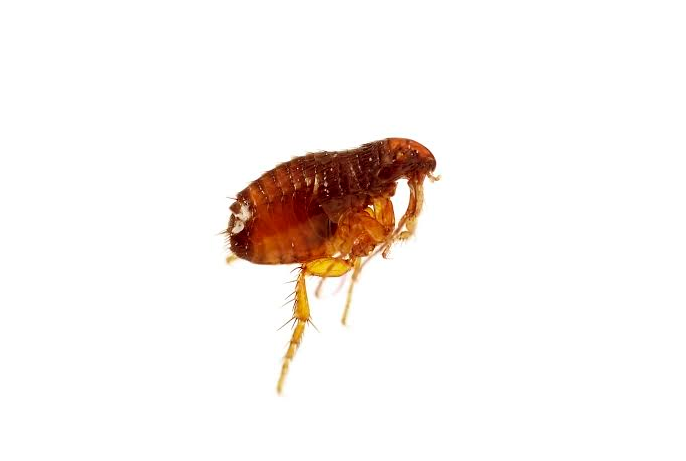 OC-exterminator-socal-fleas-pest