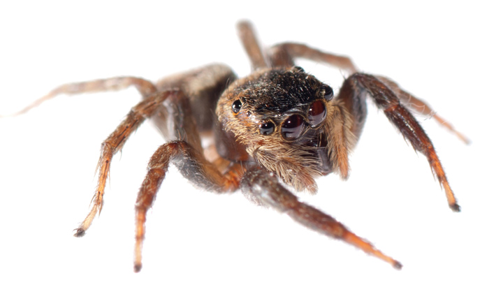 spider-extermination-orange-county-pest-control