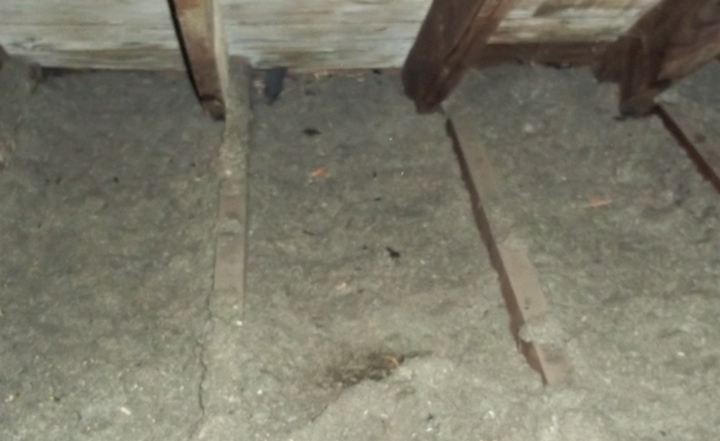 exclusion-rodent-proof-exterminator-insulation-repair-construction-pest-orange