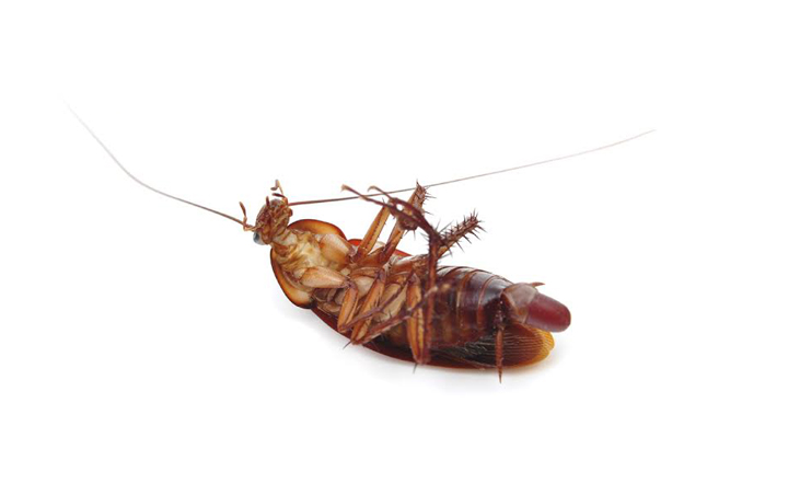 american-cockroach-german-cockroach-exterminator-orange-county-socal