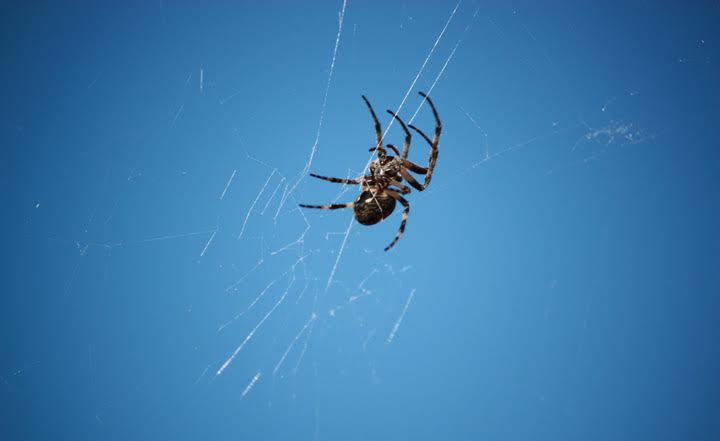 spider-control-oc-southern-california-extermination-infestation-management