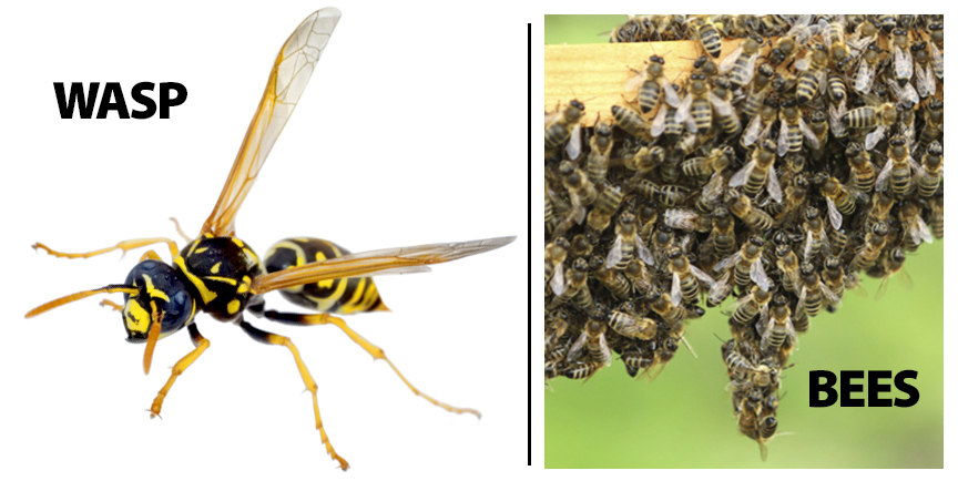 wasp-bees-orangecounty