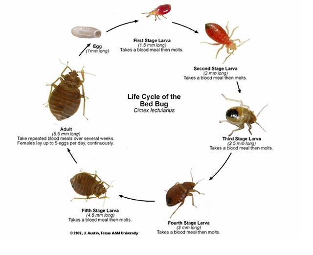 life cycle of bed bug orange county