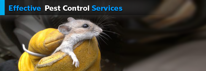 pest control services orange county