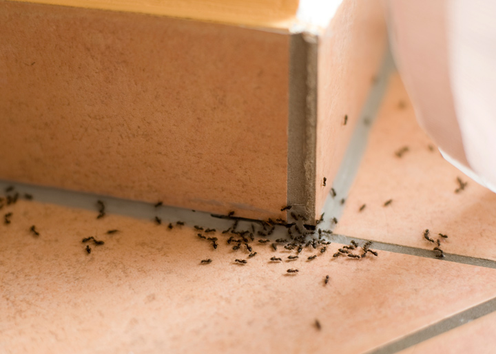 pantry-pests-ants-fountain-valley