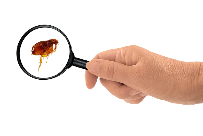 flea-fleas-orange-county-exterminator