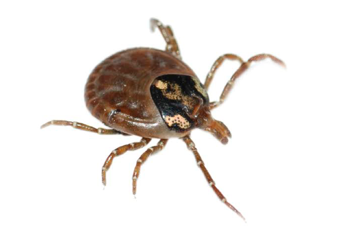 tick-exterminator-socal-orange-county-pest-control