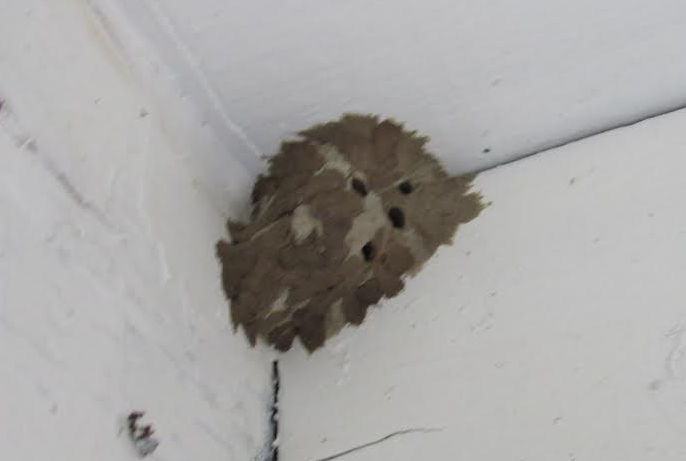 wasps-nest-yellow-jacket-paper-wasp-control-socal