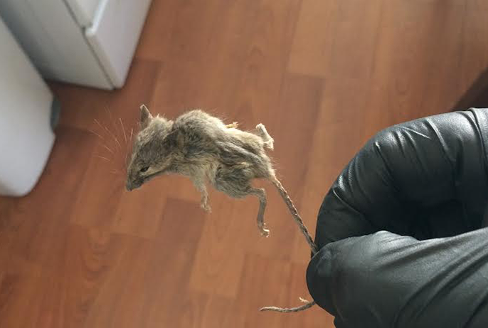 mouse-rat-rodent-pest-exterminator-california-control