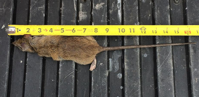 rats-mice-exterminator-oc-socal-orange-county-pest-control