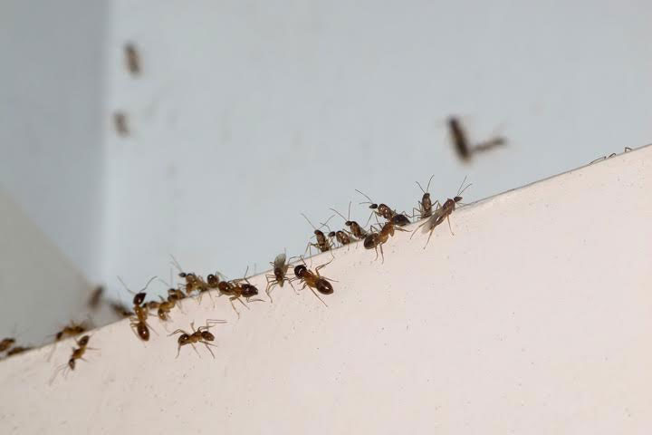 preferred-pest-control-socal-ant-pests-exterminators