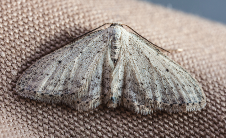 Blog - What To Do About Moths In Your Houston Closet