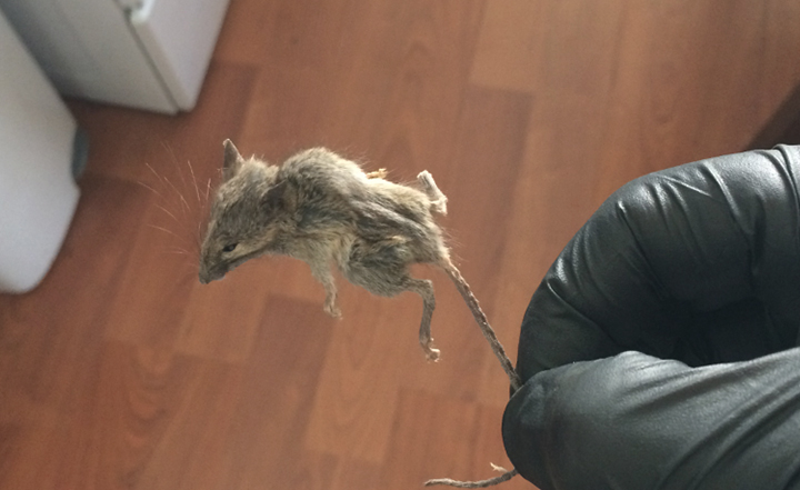 rodent-huntington-beach-westminister-fountain-valley-exterminator-pest-control-mice-rats