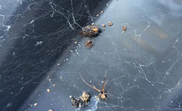 spider-exterminator-orange-county-oc-anaheim-fullerton-westminister-irvine-cypress-pest-control