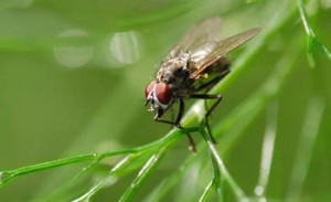 Fly with red eyes on green plant