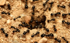 Colony of black ants swarming around dirt nest