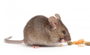 Brown house mouse nibbling pellets on white background