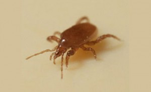Close-up of tiny brown mite on surface