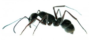 Macro photograph of an ant on white background