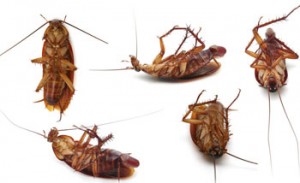 group of dead cockroaches on white background