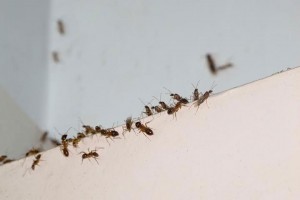 Small ants crawling along a white ledge