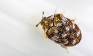 Mottled brown beetle dusted with yellow pollen