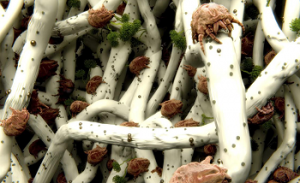 Microscopic dust mites on woven fabric fibers