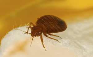 Brown bedbug crawling on white cloth