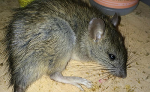 Close-up of brown rat on sawdust