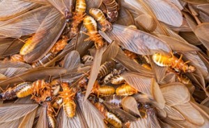 Close-up of swarming winged termites