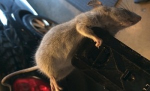 Rat clinging to black boot