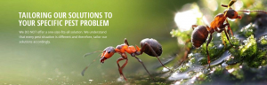 Close-up of red ants on wet moss