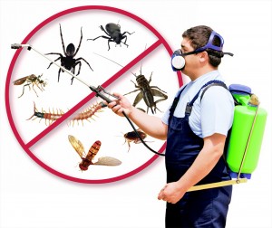 Pest control worker spraying insects with backpack sprayer