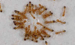 Cluster of small yellow ants on surface