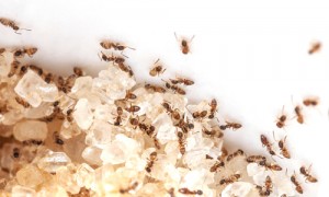 Tiny ants swarming sugar crystals close up