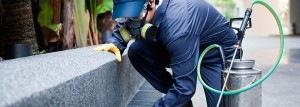Technician in respirator spraying pest control