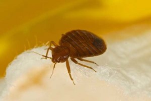 Pest control photo of bed bug on fabric