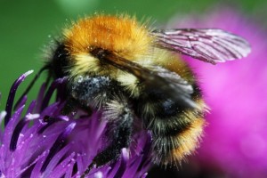 Close-up bumblebee on purple thistle flower