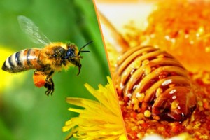 Honeybee on dandelion beside honey close-up