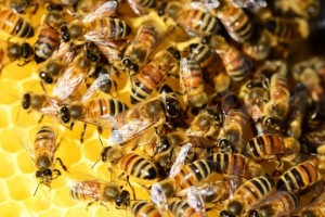 Honeybees clustered on honeycomb cells